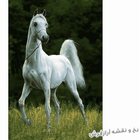 تابلو فرش دستباف ابریشمی 